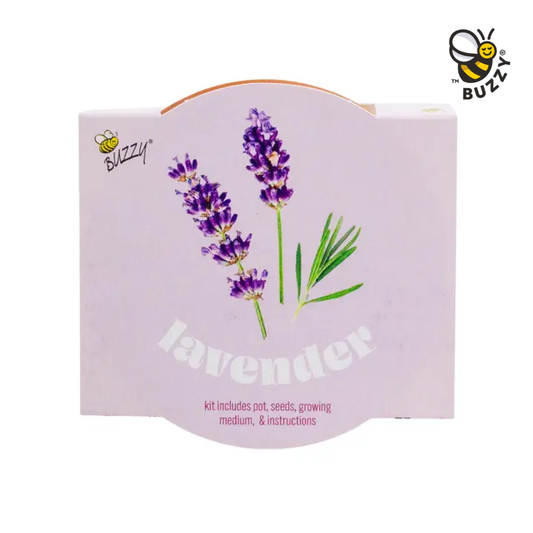 Classic 7cm Terracotta Lavender Grow Kit – Indoor Herb Gift